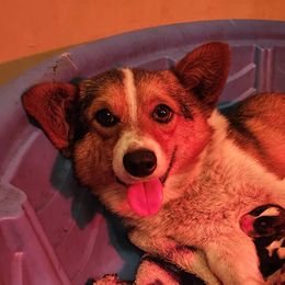 Pixie - Pembroke Welsh Corgi