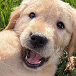 Golden Retrievers from Rodgers Retrievers
