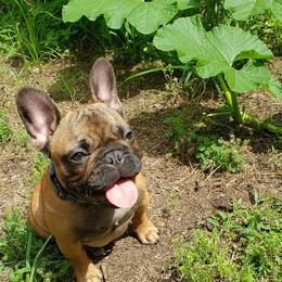 French Bulldog Puppies from Legend French Bulldogs