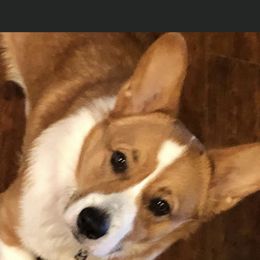 Pembroke Welsh Corgi All Grown Up from Thistle patch corgi farm
