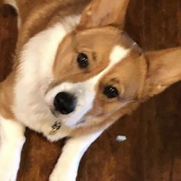 Pembroke Welsh Corgi All Grown Up from Thistle patch corgi farm