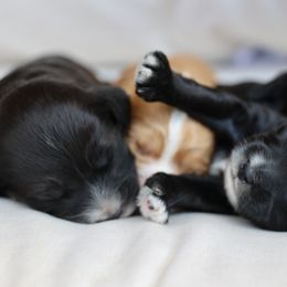 Cockapoo and Poodle Puppies from The Redbud Roost