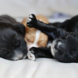 Cockapoo and Poodle Puppies from The Redbud Roost