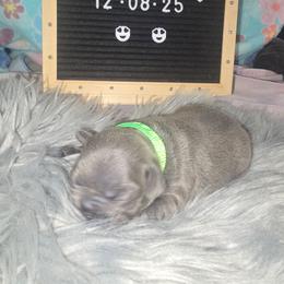 Princess Amber - Blue female French Bulldog puppy in Avondale, Arizona from Montes House of  Frenchies