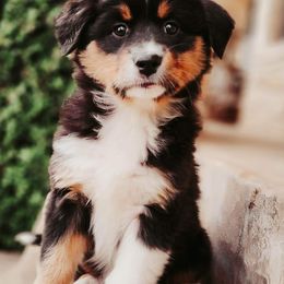 Australian Shepherds from Breezy Pawz Australian Shepherds