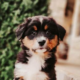 Australian Shepherds from Breezy Pawz Australian Shepherds