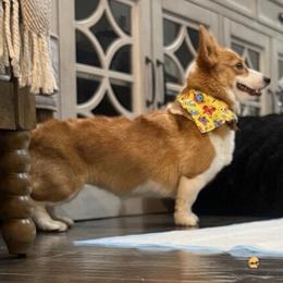 Ivy - Pembroke Welsh Corgi