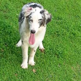 Miniature Australian Shepherd All Grown Up from Elegant Aussie
