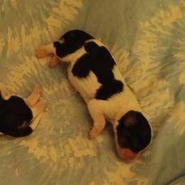 Girl two - Tri-color female Cavalier King Charles Spaniel puppy in East Providence, Rhode Island from Marta's Cavaliers