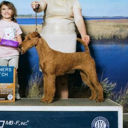 EmmyLou - Irish Terrier