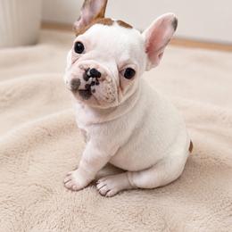 Peony - Fawn female French Bulldog puppy in Galt, California from The three little frenchies