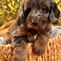 Boy 2 - Merle male Goldendoodle puppy in Vacaville, California from Starlight Goldendoodles