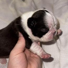 Jonathan - Seal and white male Boston Terrier puppy in Georgia from A-K Boston Terriers