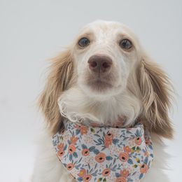 Blanca - Dachshund