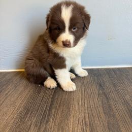 Red bi - Red & white female Australian Shepherd puppy in Wittmann, Arizona from Wranglin Farms