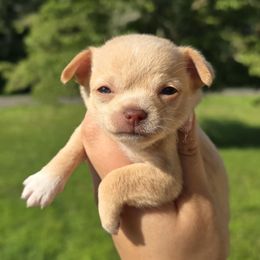Girl 3 - Fawn female Chihuahua puppy in Vineland, New Jersey from Royal Companion's