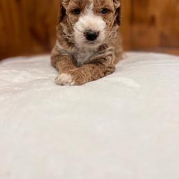 Evie - Brown and white female Bernedoodle puppy in Jacksonville, Florida from Star of the Sea Doodles