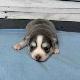 Ash - Blue male Pomsky puppy in Krum, Texas from Paw-Some Pomskies