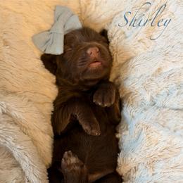 Blue Collar - Chocolate female Goldendoodle puppy in Blanchard, Oklahoma from Dream Doodles by Dondi