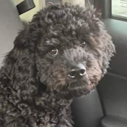 Luna - Labradoodle