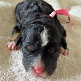 Pink Girl - Tri-color female Bernedoodle puppy in Fort Gibson, Oklahoma from Waggle Doodles