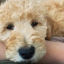 Goldendoodles, Poodles, and Siberian Huskies from White Water Dogs