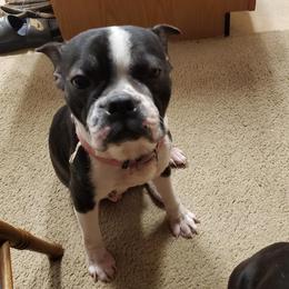 Boston Terriers from Combs' Beautiful Bostons