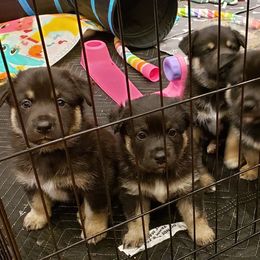 Lapponian Herder Puppies from Kaunis Joki Kennels