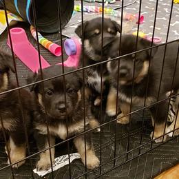 Lapponian Herder Puppies from Kaunis Joki Kennels