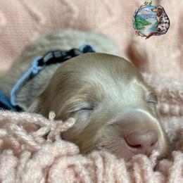 Milk - Dapple male Dachshund puppy in Fayetteville, West Virginia from Loop Creek Dachshunds