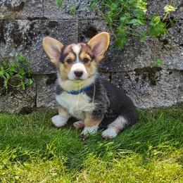 Eucalyptus - Black and tan female Pembroke Welsh Corgi puppy in Fortine, Montana from North Star Pembroke Welsh Corgi's