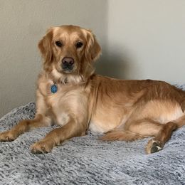 Brinkley - Golden Retriever