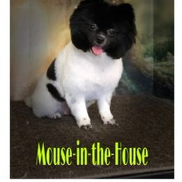 Mouse - Pomeranian