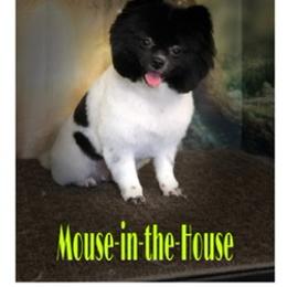 Mouse - Pomeranian