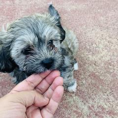 Mal-Shi Puppies from Rosy's Mal-Shi