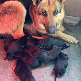 Boy 4 - male German Shepherd puppy in Custer County, South Dakota from Legacy German Shepherds