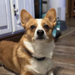 Rowan - Pembroke Welsh Corgi
