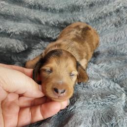 IKE - Red Dapple - Dapple male Dachshund puppy in Swink, Oklahoma from Palali Farm