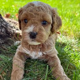 Princess Leia - Orange - Red female Cavapoo puppy in South Jordan, Utah from Simply Sweet Paws. LLC