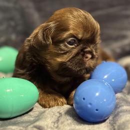 Baxter - Liver male Shih Tzu puppy in Sharon, Pennsylvania from Keystone Danes and Shih tzus