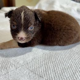 Moose - Red tri male Miniature Australian Shepherd puppy in Dillwyn, Virginia from Sand Creek Toy and Mini aussies