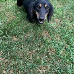 Elvis - Dachshund