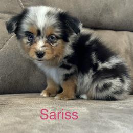 Miniature Australian Shepherd Puppies from Dutton's Show Me Farms