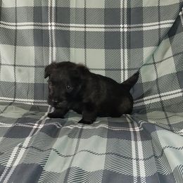Tim - Boy, Black with some Brindle - Red brindle male Scottish Terrier puppy in San Antonio, Texas from Christie Gregory's Scotties