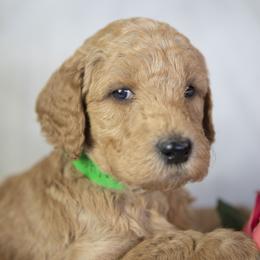 Linus - Red  male Goldendoodle puppy in Seffner, Florida from Gold Diamond Pup
