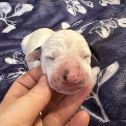 Blizzard - White and black male Dalmatian puppy in Travelers Rest, South Carolina from Cotton Top