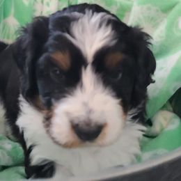 Bernedoodles from Bernedoodles of NWA