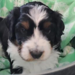 Bernedoodles from Bernedoodles of NWA