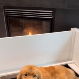 Allison - Golden Retriever