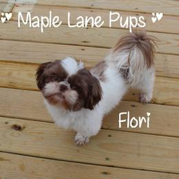 Flori - Shih Tzu